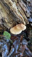 Crepidotus crocophyllus