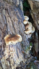 Crepidotus crocophyllus