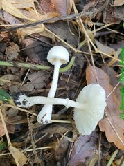 Leucoagaricus