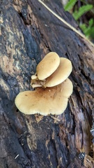 Crepidotus crocophyllus