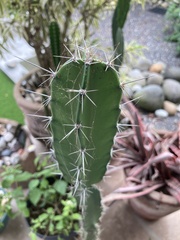 Hylocereeae