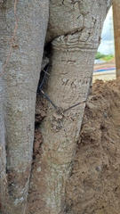 Acrocinus longimanus