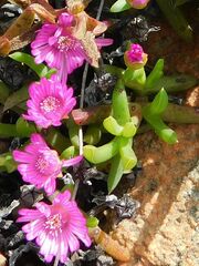 Drosanthemum asperulum