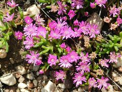 Drosanthemum asperulum