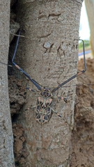 Acrocinus longimanus