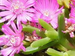 Drosanthemum asperulum