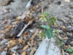 Phacelia mutabilis