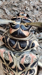 Acrocinus longimanus