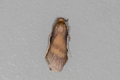 Lambula obliquilinea