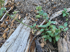 Phacelia mutabilis