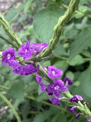 Stachytarpheta cayennensis