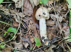 Agaricus sylvaticus