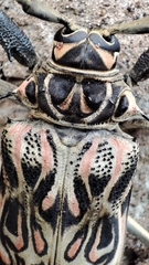 Acrocinus longimanus