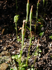 Pterostylis trullifolia