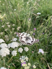 Melanargia lachesis