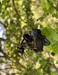 Pachylis acutangulus