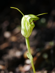 Pterostylis trullifolia