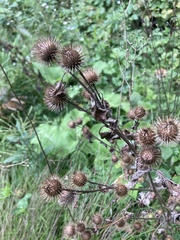 Arctium minus