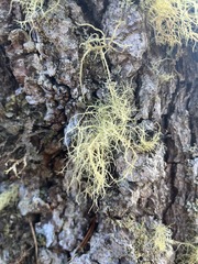 Usnea subfloridana