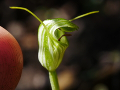 Pterostylis trullifolia