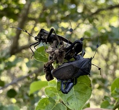 Pachylis acutangulus