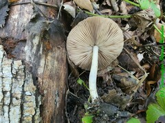 Coprinopsis melanthina