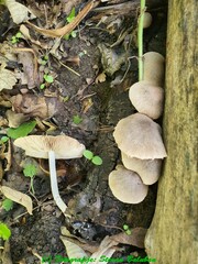 Coprinopsis melanthina