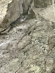 Sceloporus mucronatus
