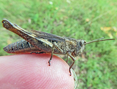 Chorthippus macrocerus