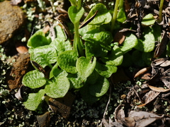 Pterostylis trullifolia