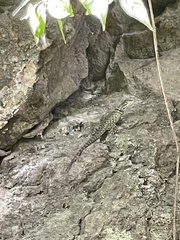Sceloporus mucronatus
