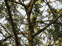 Cyclarhis gujanensis