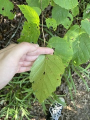 Hamamelis