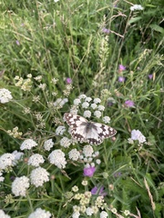 Melanargia lachesis