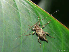 Oedopeza ocellator
