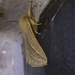 Cinommata bistrigata