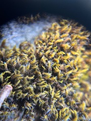Grimmiaceae