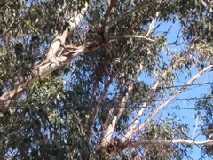 Myiopsitta monachus