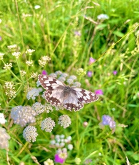 Melanargia lachesis