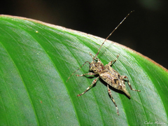 Oedopeza ocellator