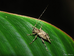 Oedopeza ocellator