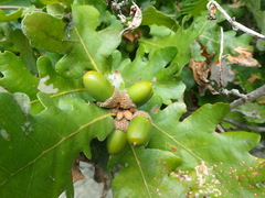 Quercus cerris