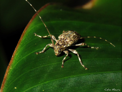 Oedopeza ocellator