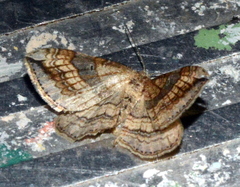 Orthonama evansi