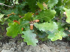 Quercus cerris