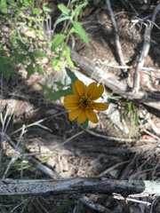 Wedelia hispida
