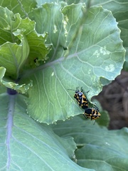 Murgantia histrionica