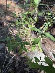 Wedelia hispida