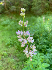Lupinus latifolius