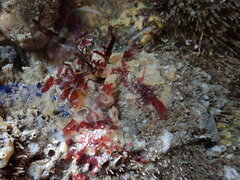 Halichondria panicea